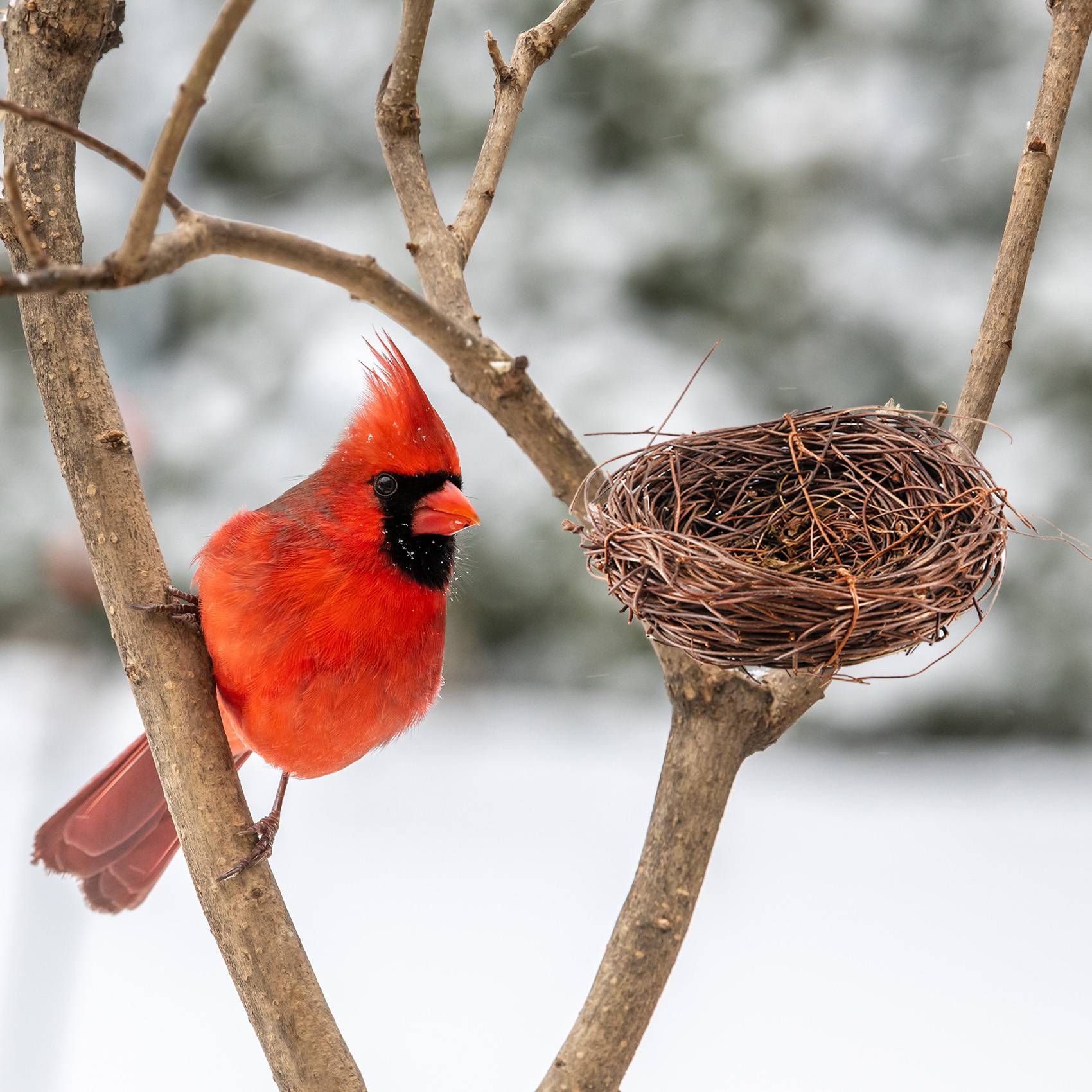 REST Handmade Vine Bird Nest H - Gardening Tools Photo review and price