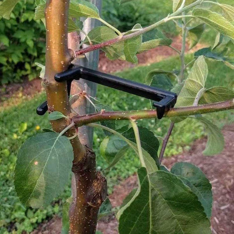 Fruit Tree Branch Puller Plant - Root Watering Spike review and price