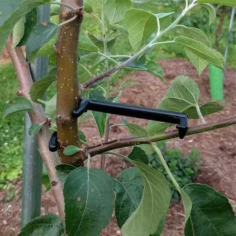 Fruit Tree Branch Puller Plant - Root Watering Spike review and price