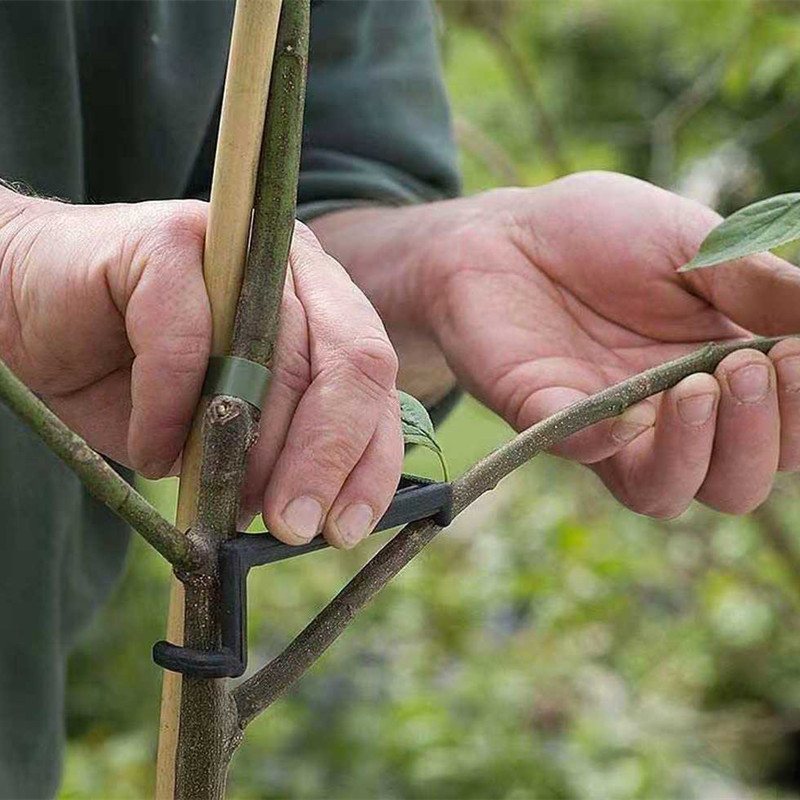 Fruit Tree Branch Puller Plant - Root Watering Spike review and price